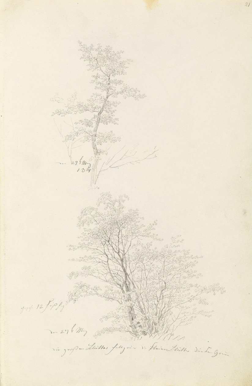 Gruppo di giovani alberi da Caspar David Friedrich