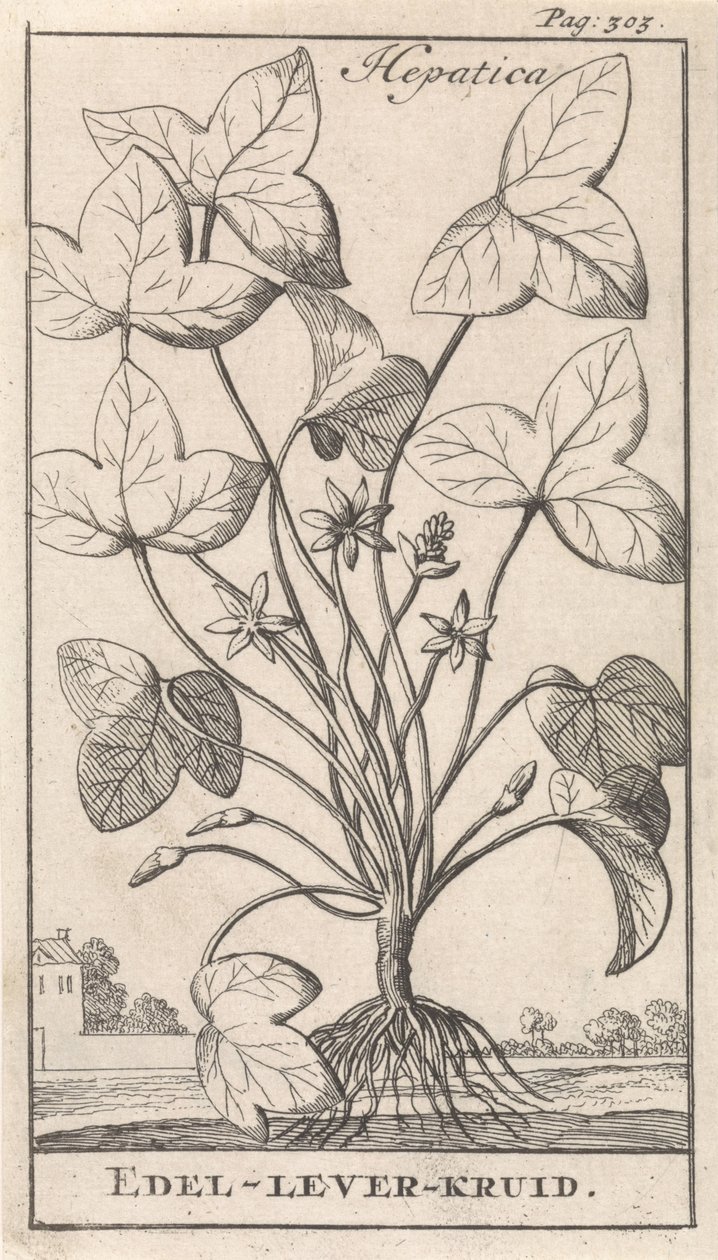 Erba epatica da Caspar Luyken