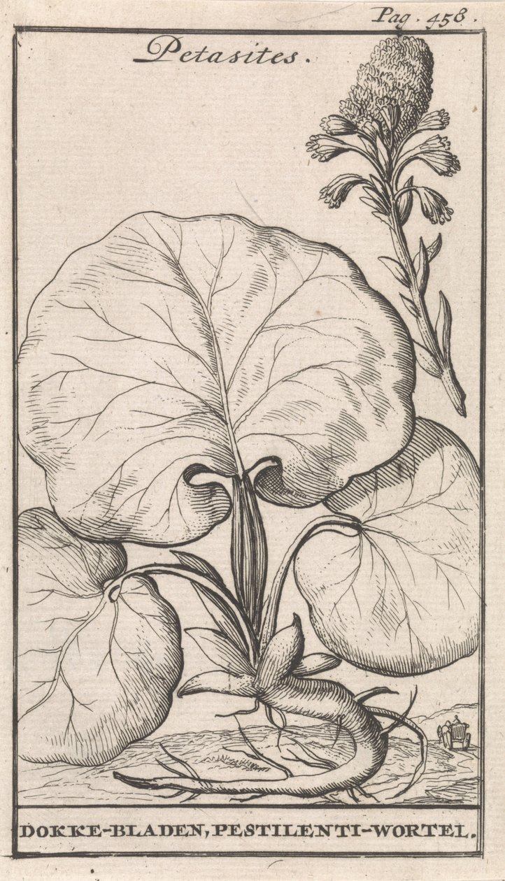 Petasites da Caspar Luyken