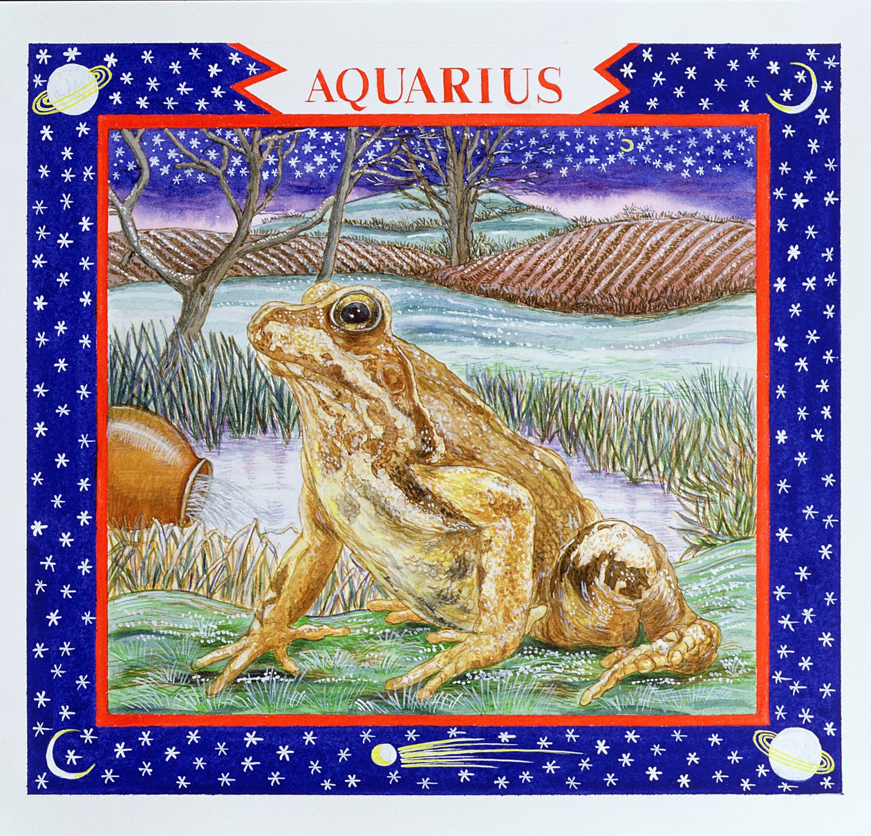 Acquario da Catherine Bradbury