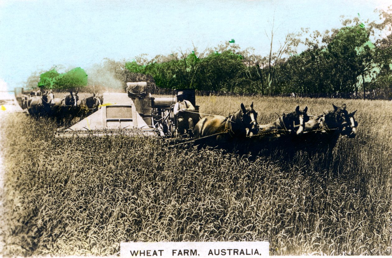 Fattoria di grano Grenfell, Australia da Cavenders Ltd