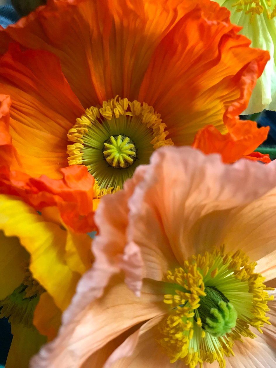 Composizione - Fiori, 2019 (foto) da Cécile Jamet