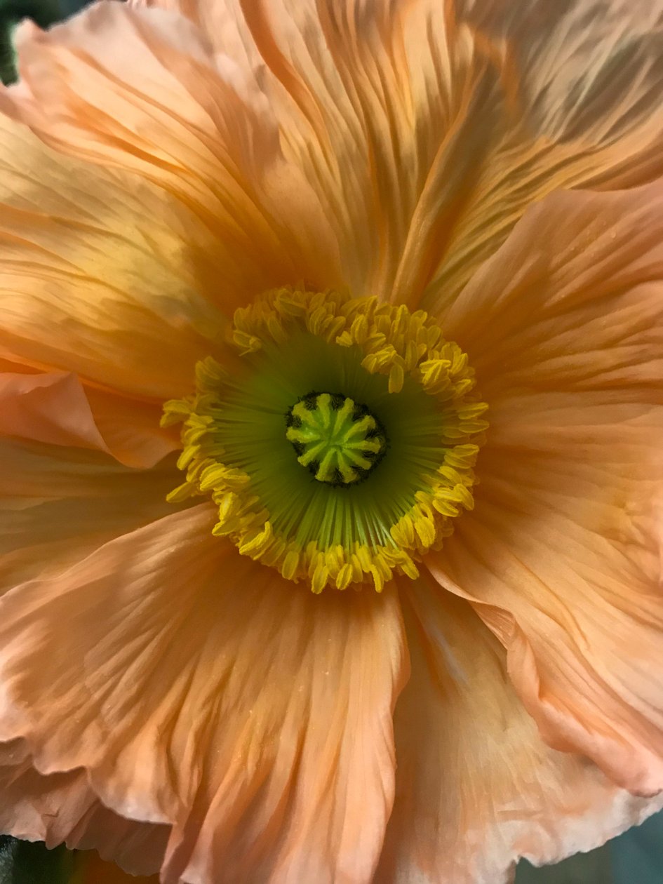 Composizione - Fiori, 2019 (foto) da Cécile Jamet