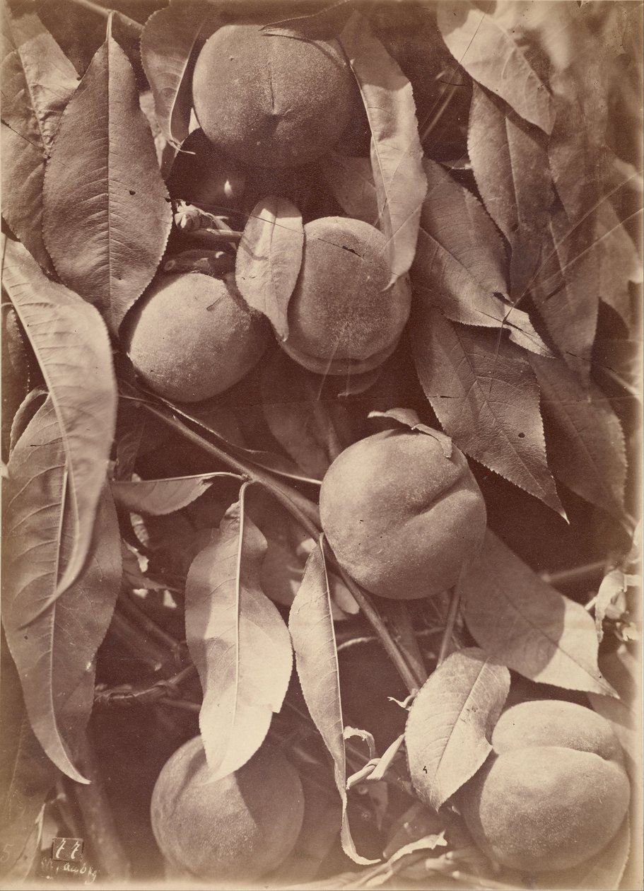 Pesche da Charles Aubry