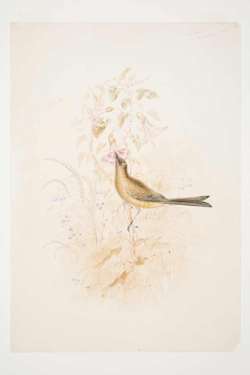 Kari Mako (Korimako) Mahurangi N.Z. di Charles Heaphy da Charles Heaphy