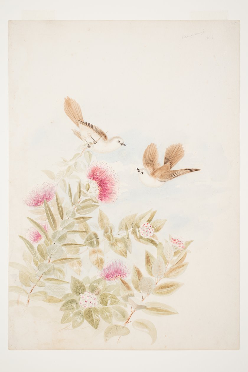 Pirangi rangi N.Z da Charles Heaphy