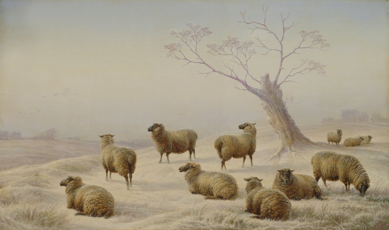 Pecore nella neve, 1880 da Charles Jones