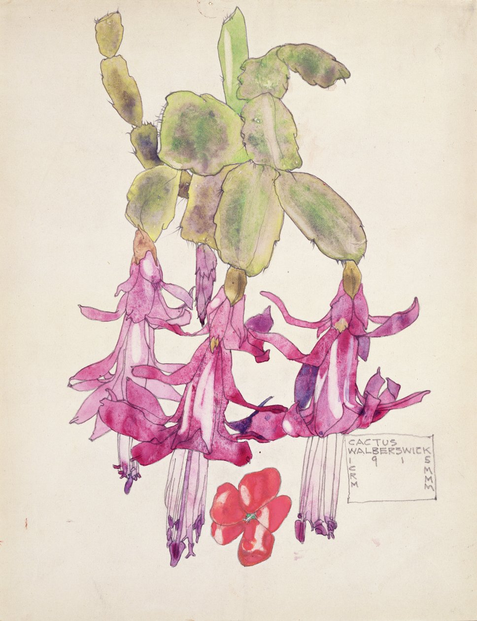 Fiore di cactus da Charles Rennie Mackintosh