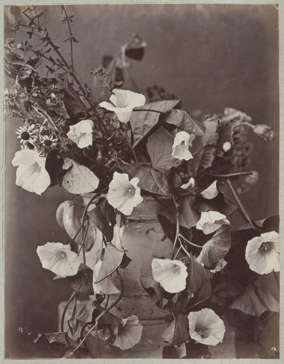 Studio di fiori con vaso di Colonia da Charles Aubry (manner of)