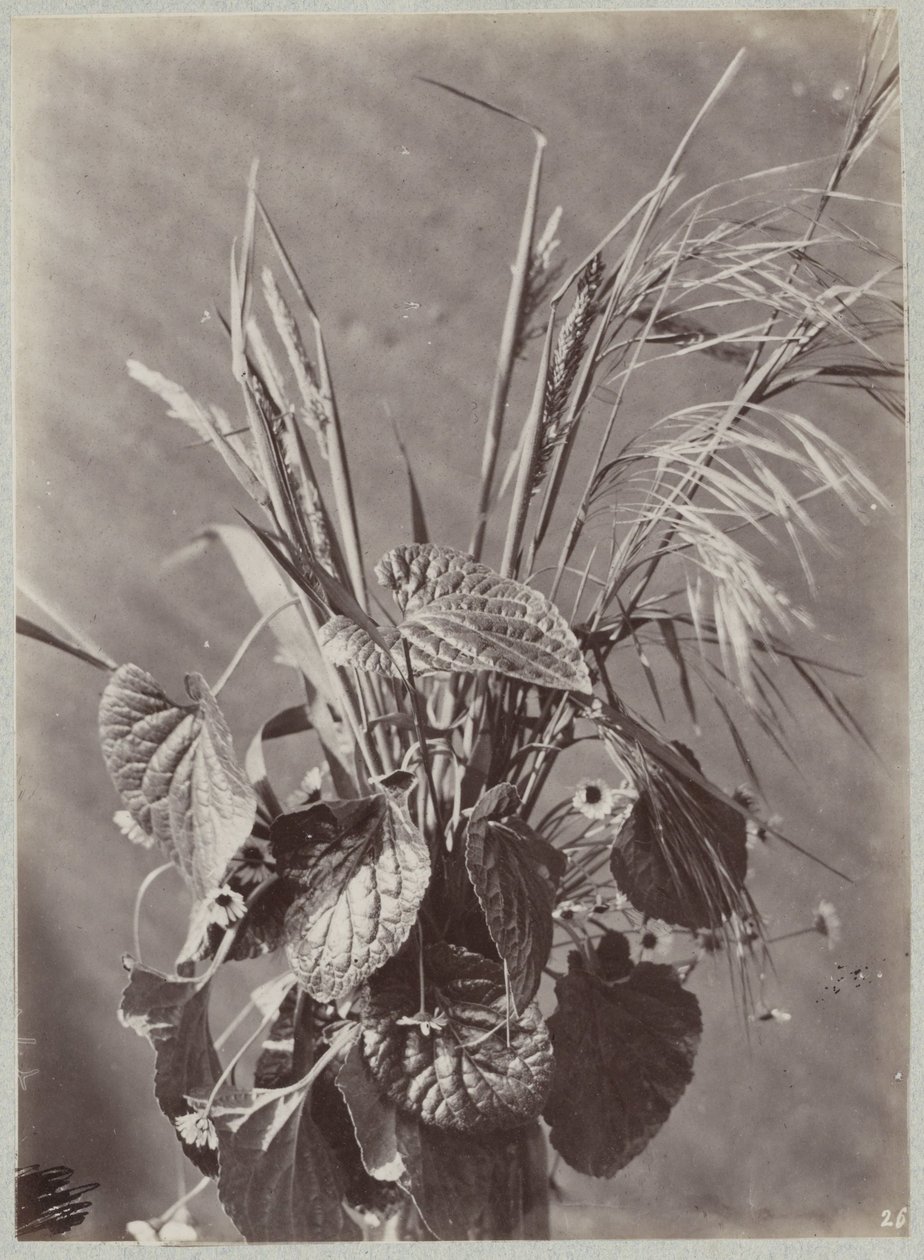 Studio di fiori con foglie e spighe da Charles Aubry (manner of)