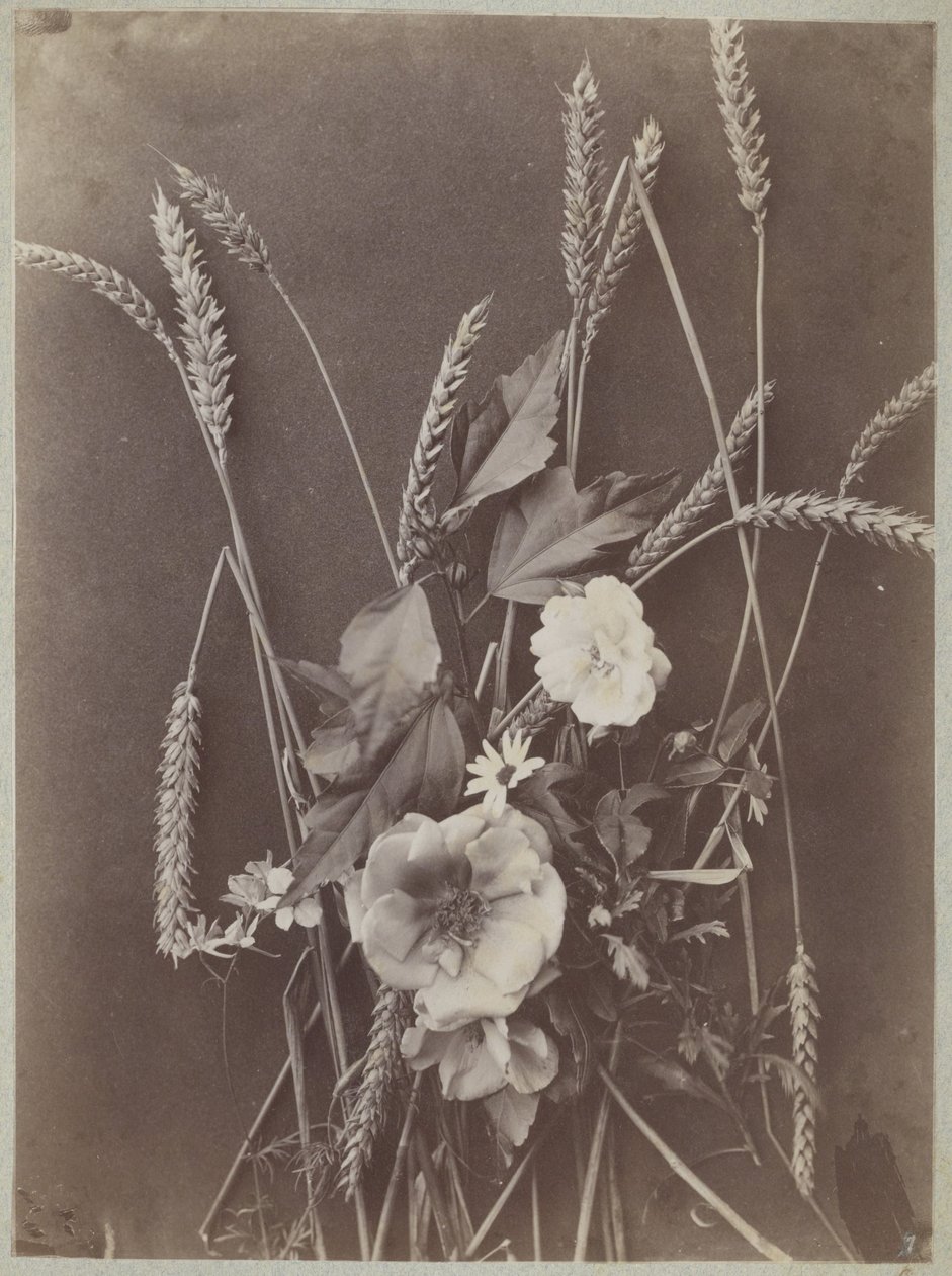 Studio di fiori con spighe di grano da Charles Aubry (manner of)