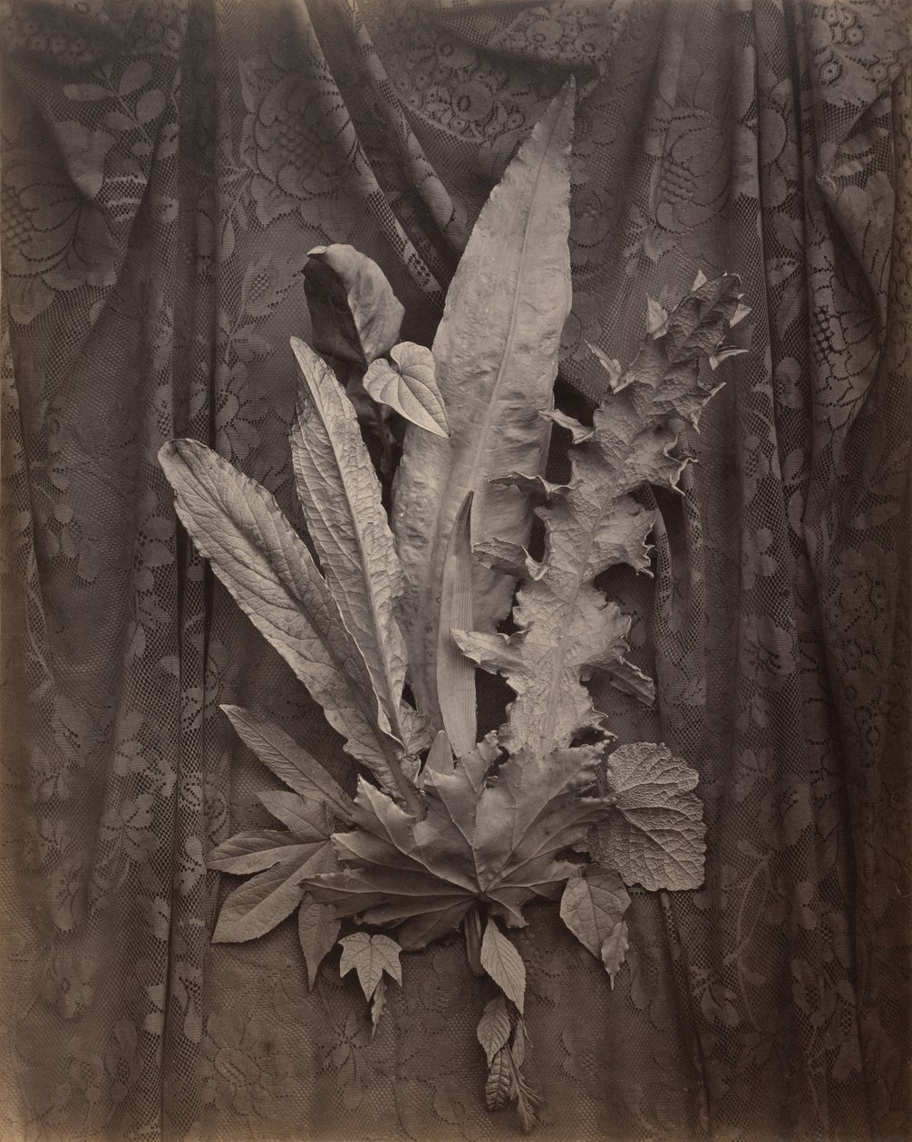 [Una disposizione di foglie di tabacco e di erba]. da Charles Aubry