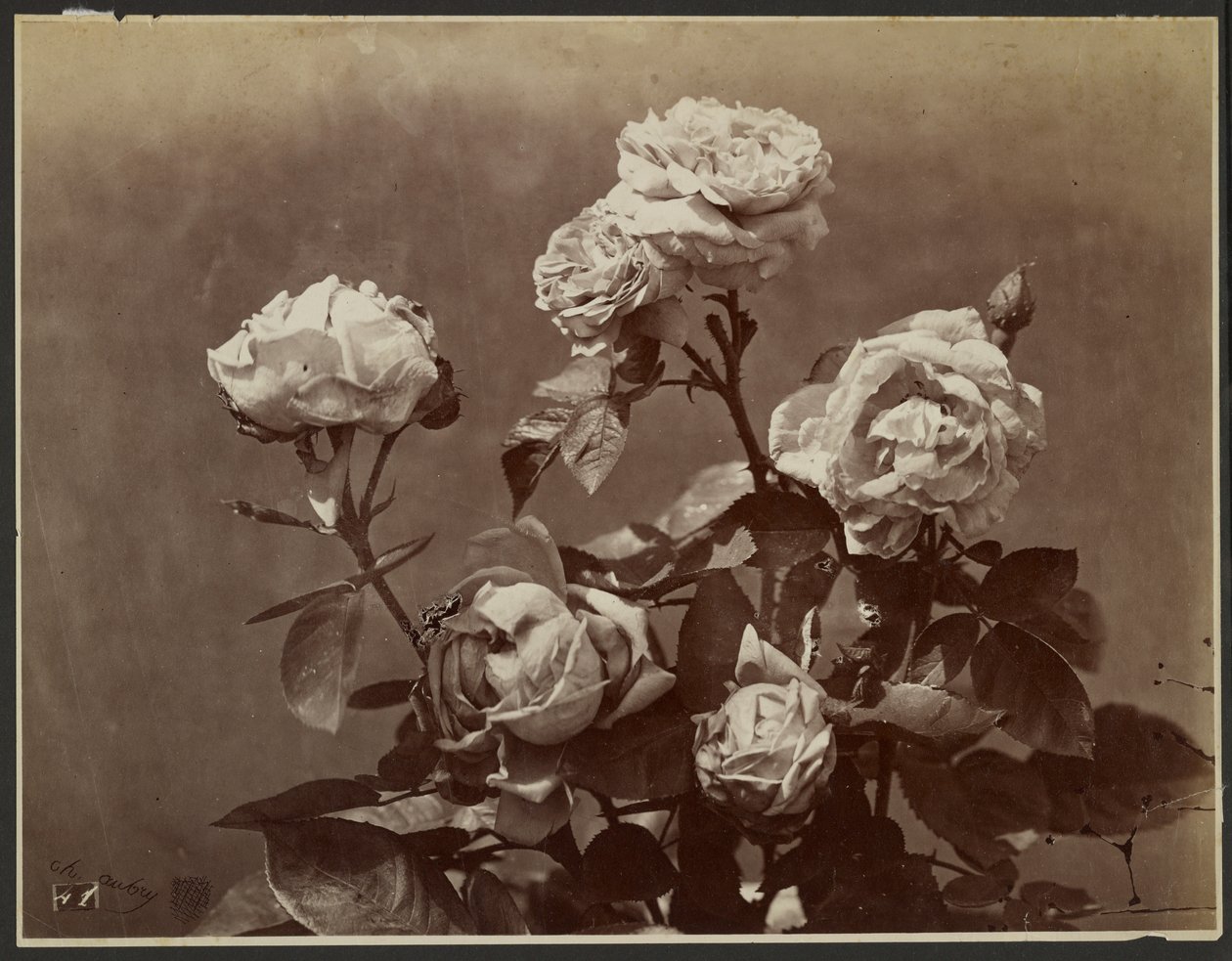 [Rose] da Charles Aubry