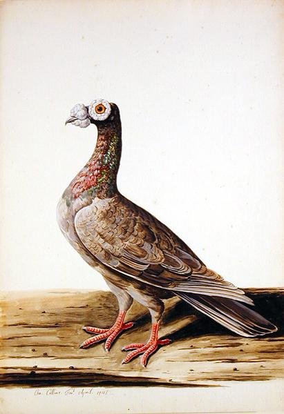Un gallo cedrone, femmina da Charles Collins
