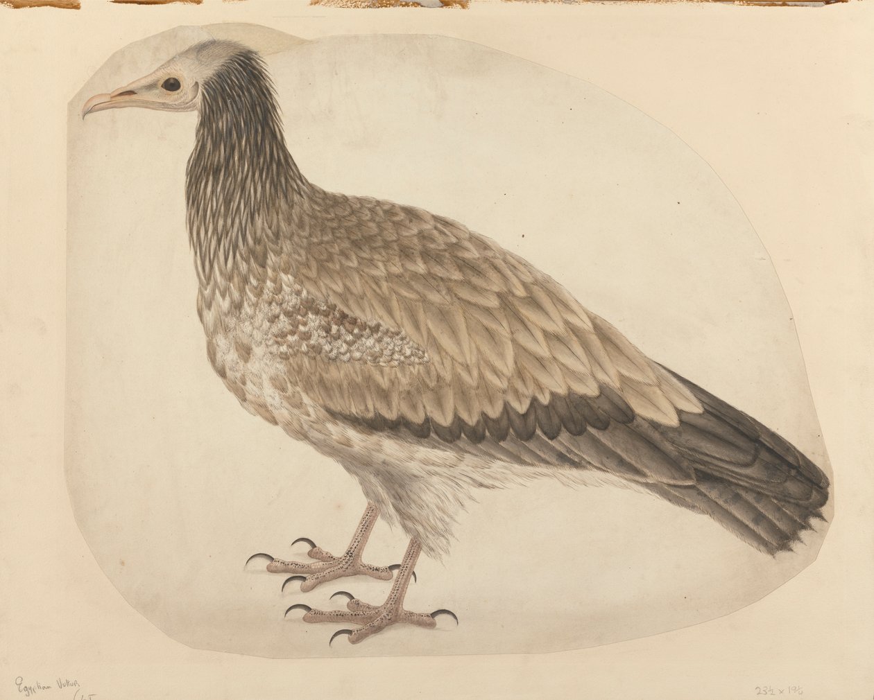 Avvoltoio egiziano da Charles Collins