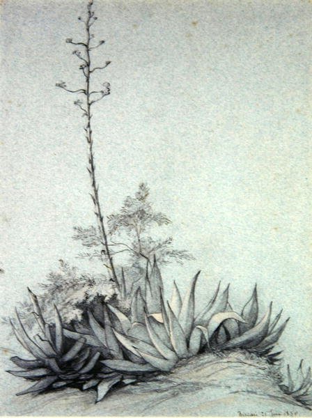 Yucca in fiore da Charles Damour