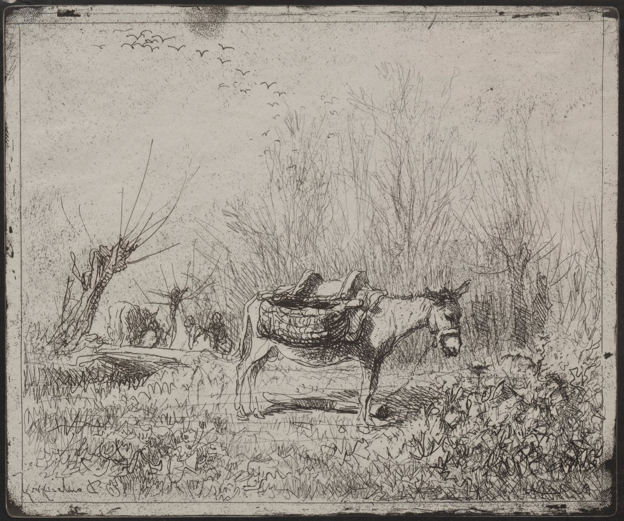 Un Asino nel Campo da Charles Francois Daubigny