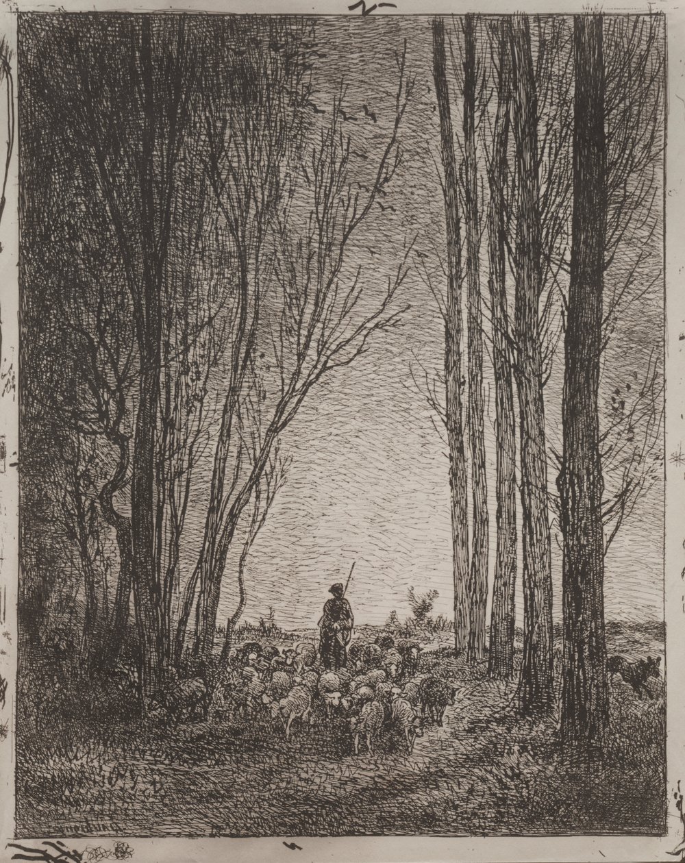 Raccolta del gregge da Charles Francois Daubigny
