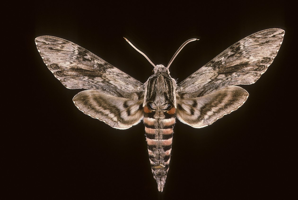 Agrius convolvuli da Augustus Kollner