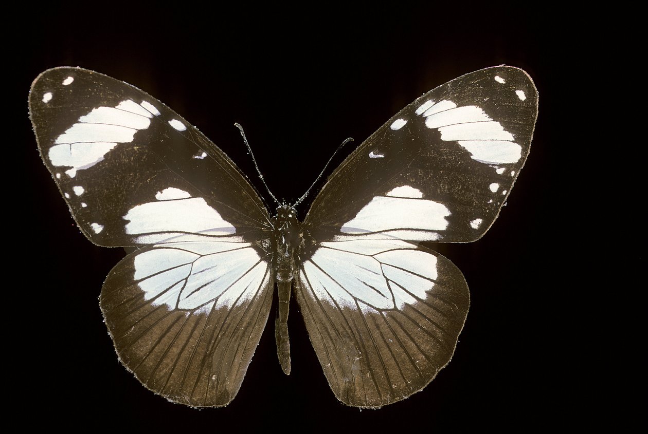 Amauris comorana da Augustus Kollner