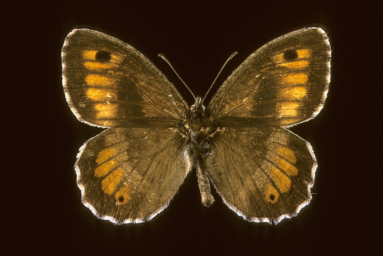 Arethusana arethusa, Piccolo agreste da Augustus Kollner