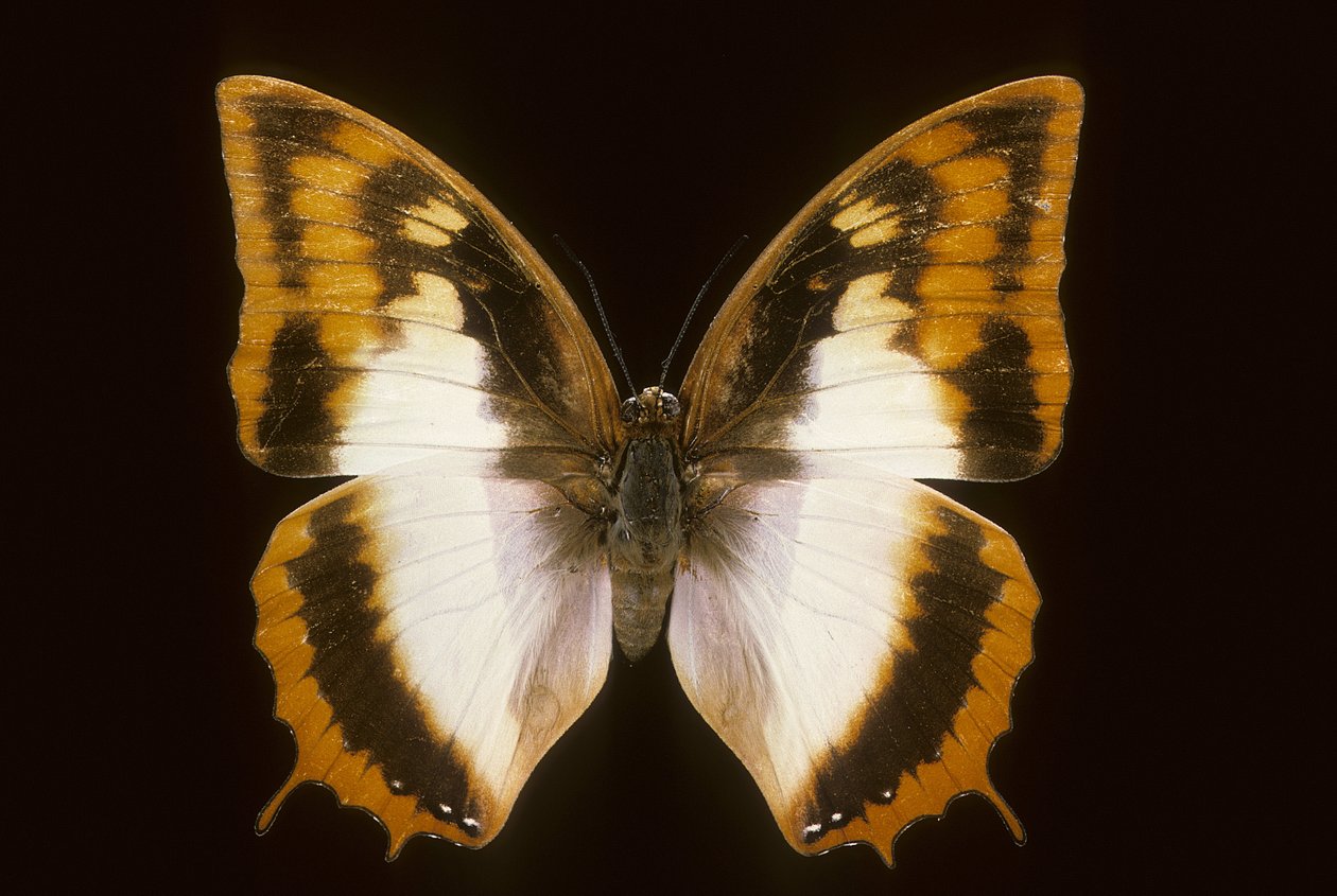Azota protoclea charaxes da Augustus Kollner