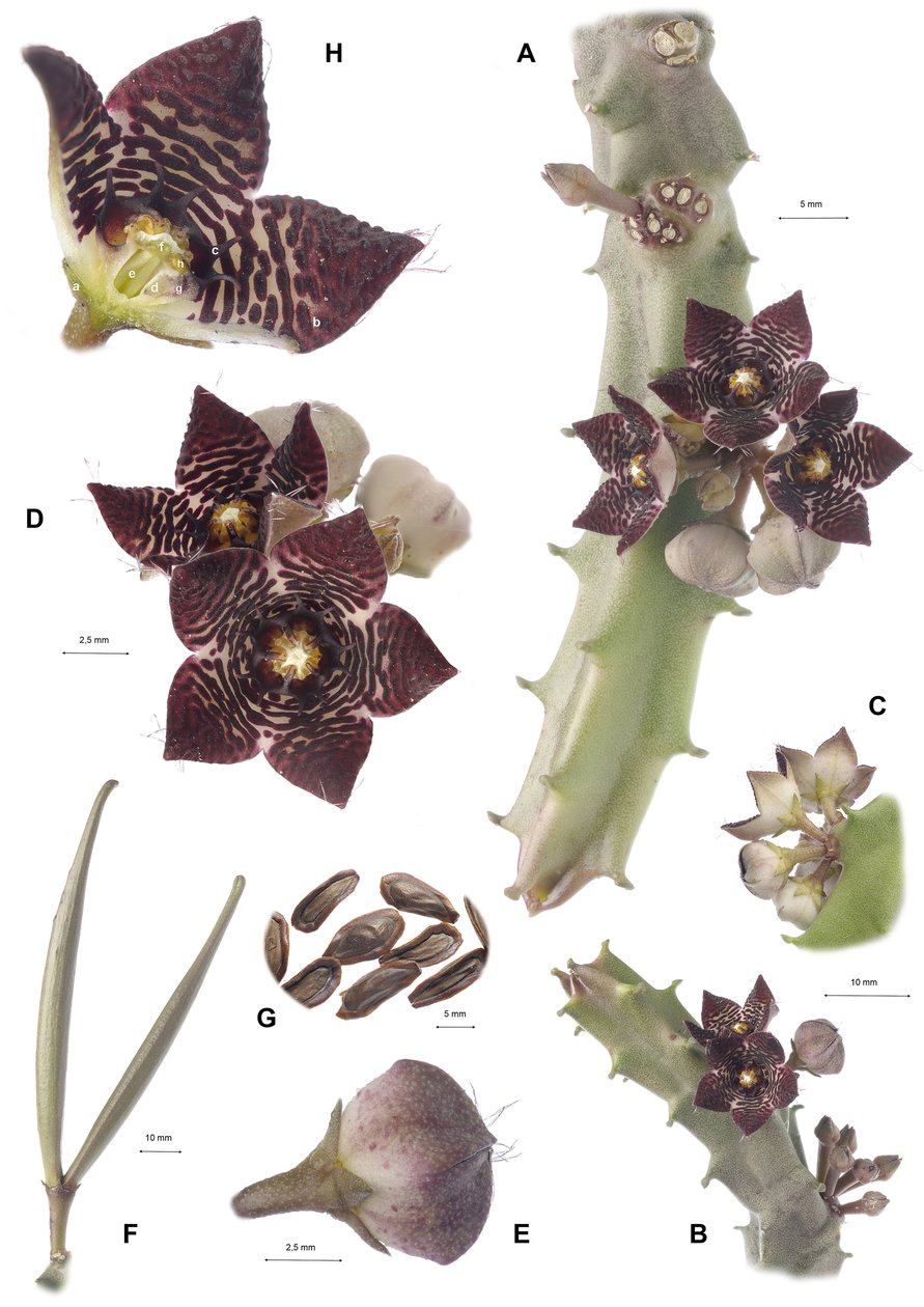 Tavola botanica, Apteranthes joannis da Augustus Kollner