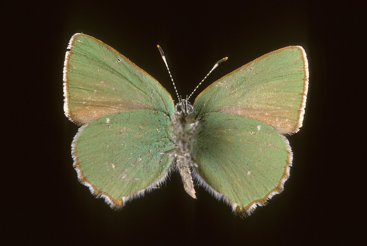 Callophrys rubi da Augustus Kollner