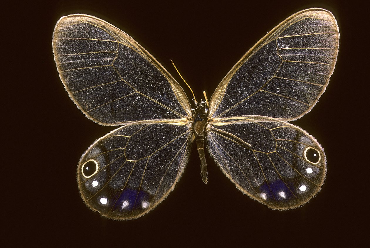 Cithaerias esmeralda da Augustus Kollner