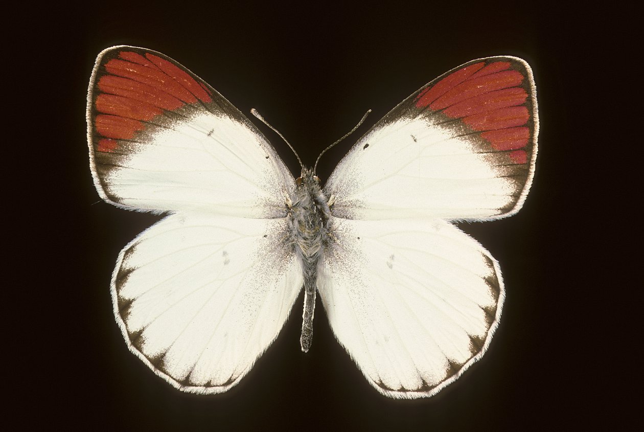 Colotis danae da Augustus Kollner