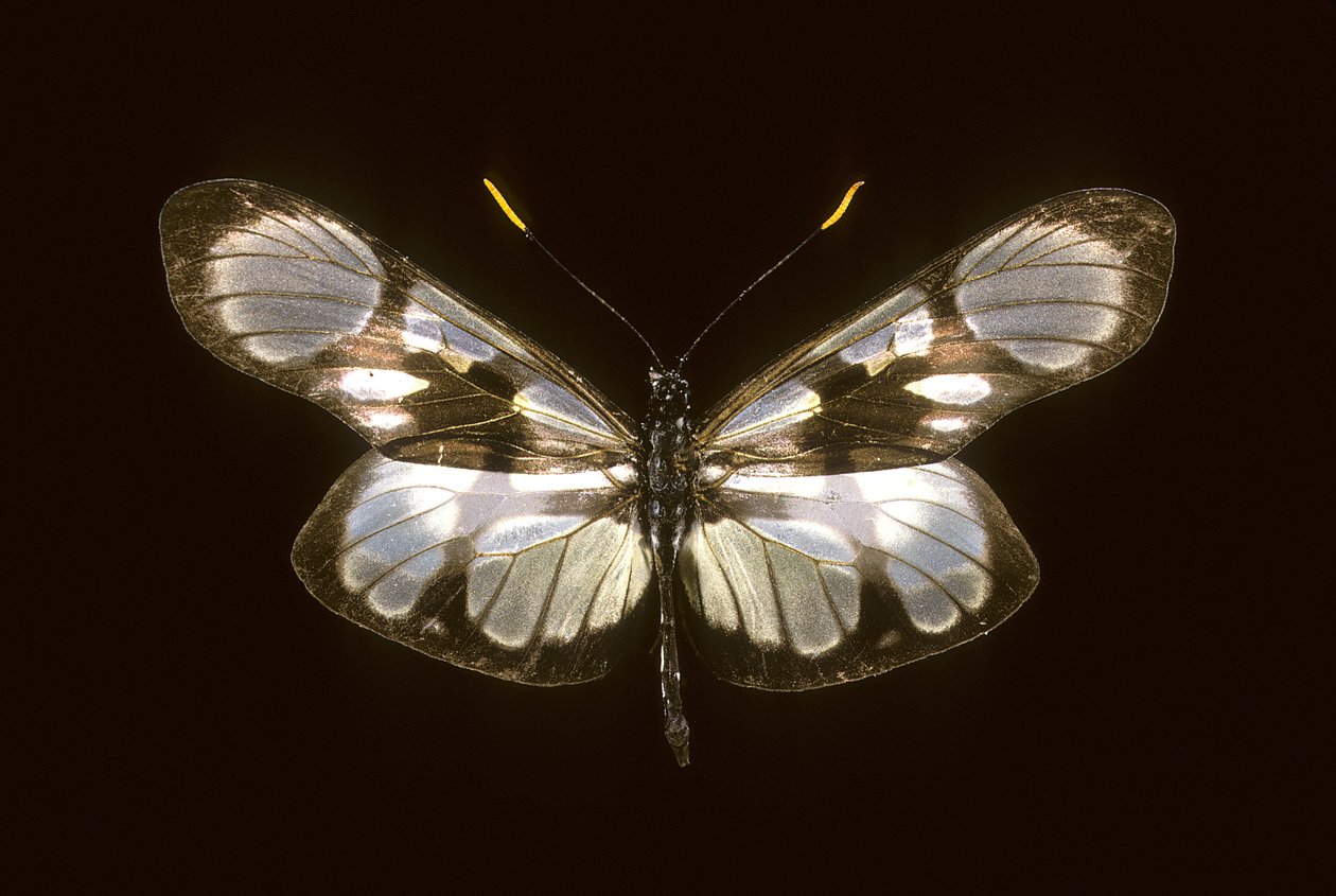 Dismorphia orise da Augustus Kollner