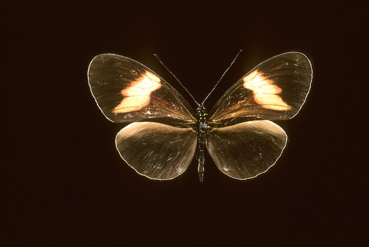 Heliconius melpomene da Augustus Kollner
