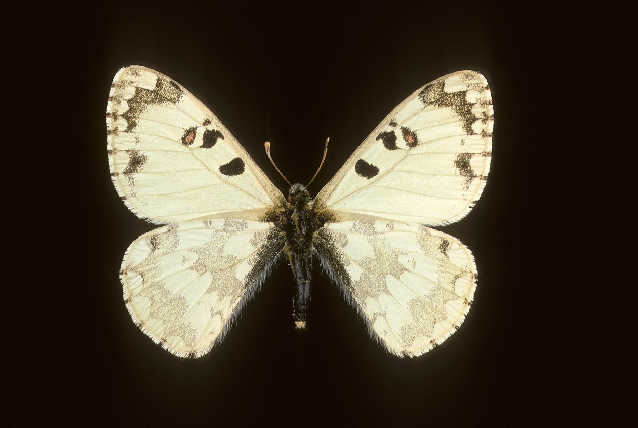 Hypermnestra helios da Augustus Kollner