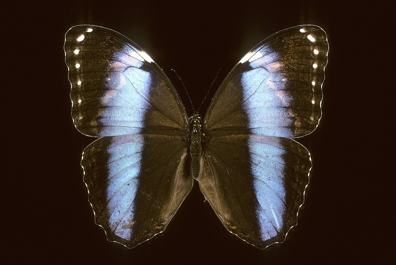 Morpho achilles, Maschio da Augustus Kollner