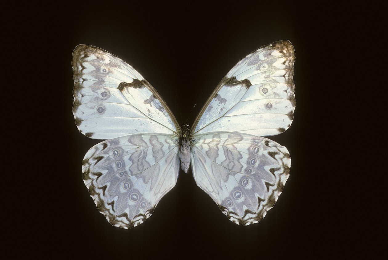 Morpho catenarius da Augustus Kollner