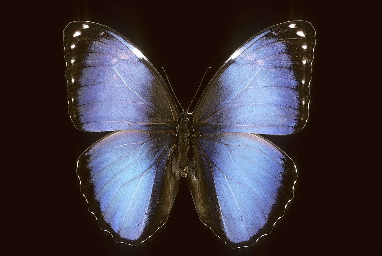 Morpho vitrea da Augustus Kollner