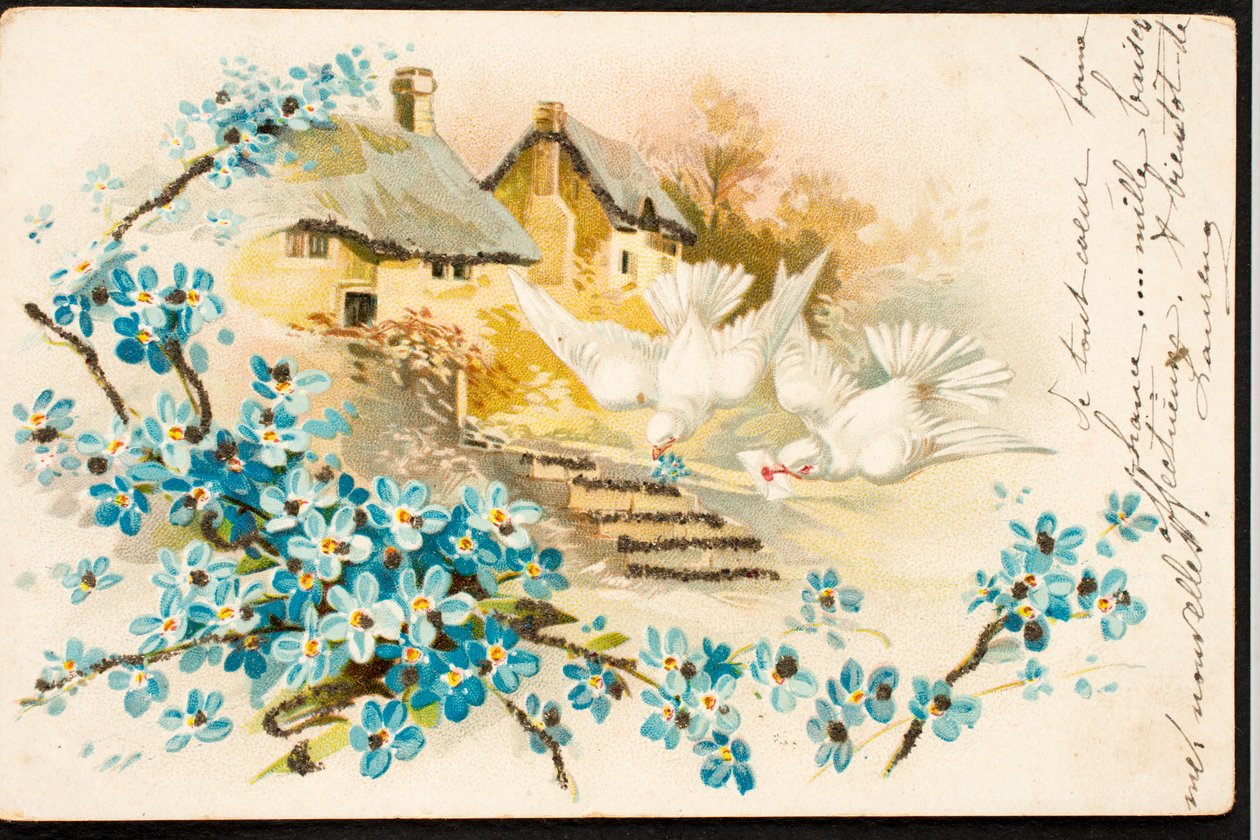 Vecchia cartolina/Colomba da Augustus Kollner