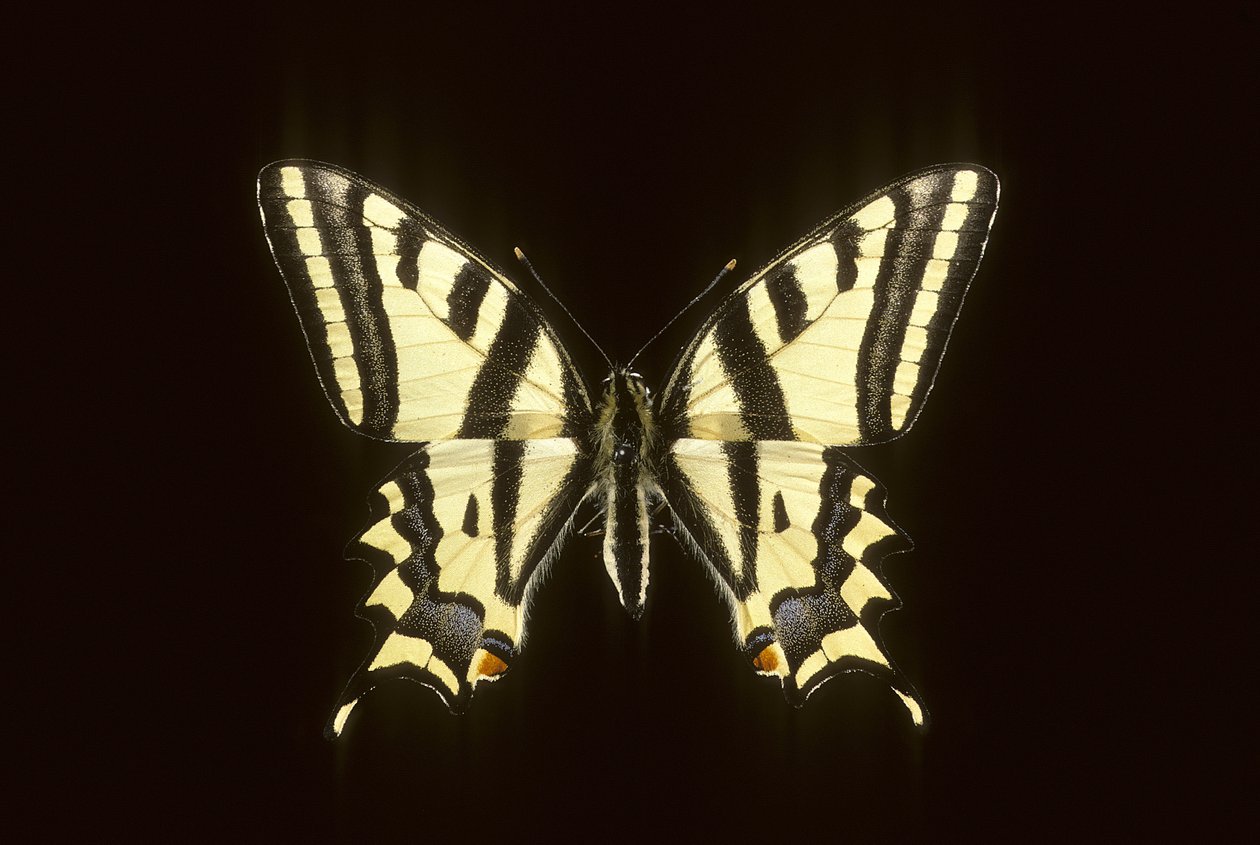 Papilio alexanor, Alexanor da Augustus Kollner