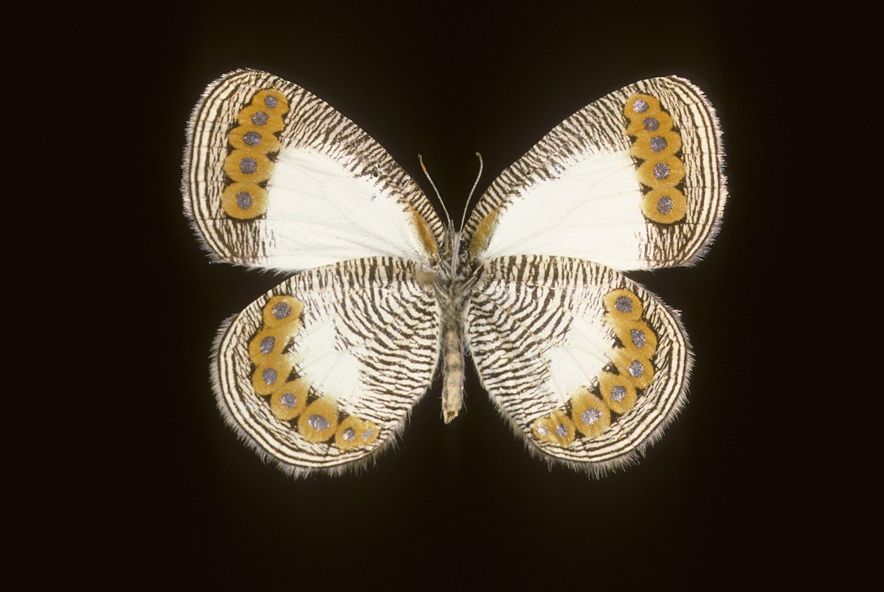 Physcaeneura leda da Augustus Kollner