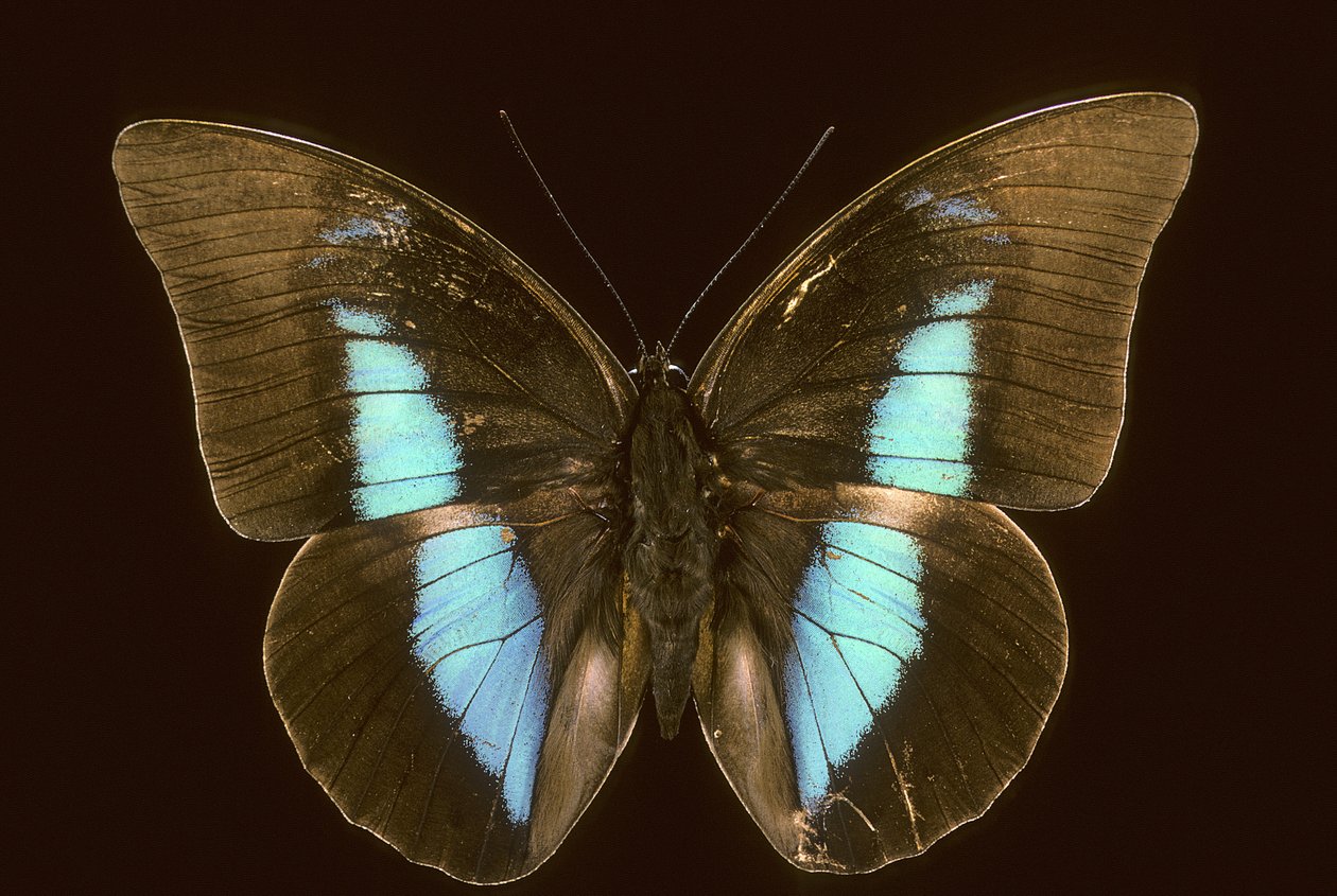 Prepona domophora extincta da Augustus Kollner
