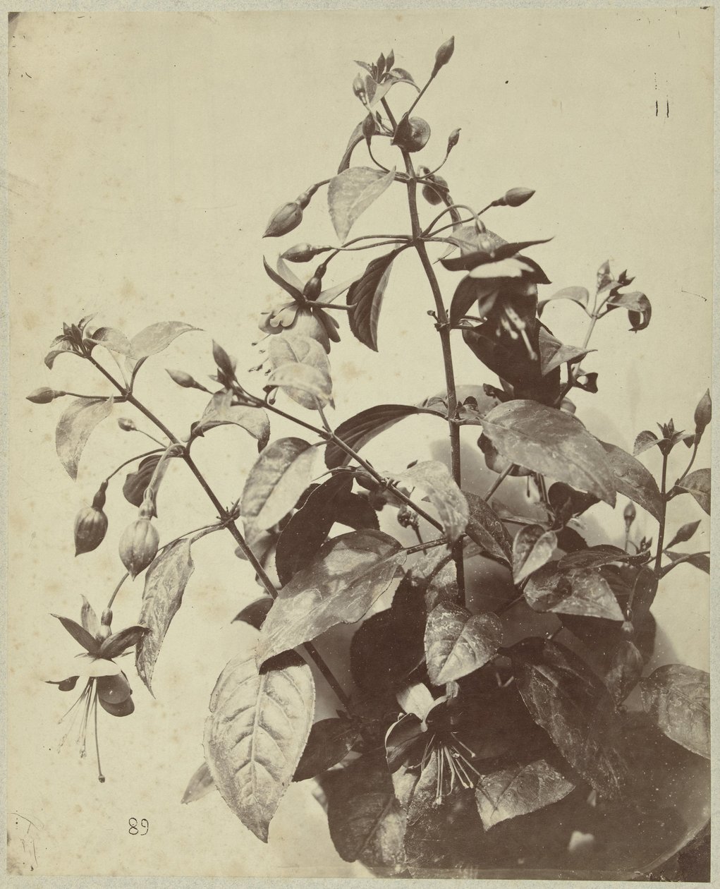 Natura morta con fucsia da Charles Hippolyte Aubry