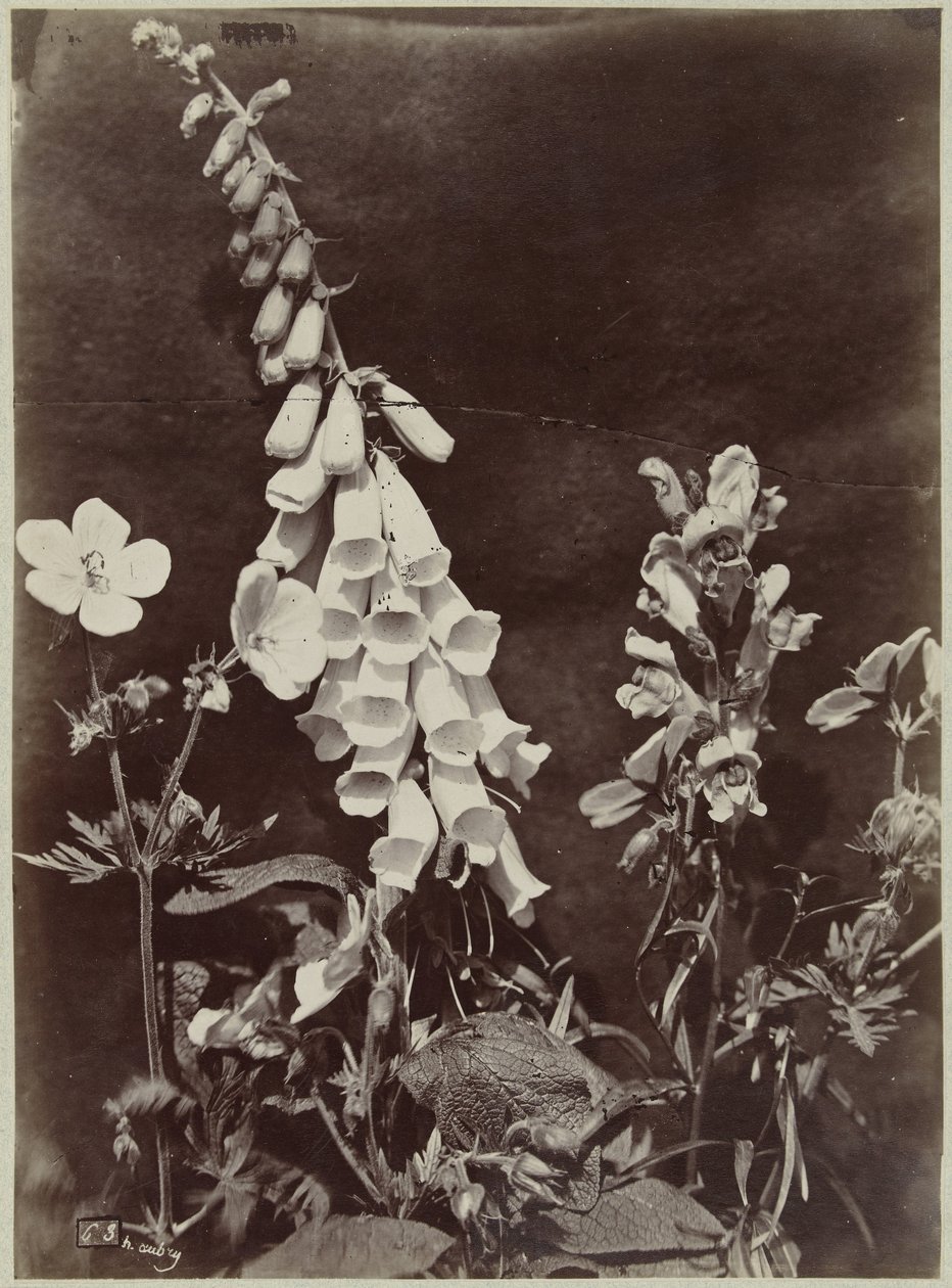 Natura morta con fiori e digitale da Charles Hippolyte Aubry