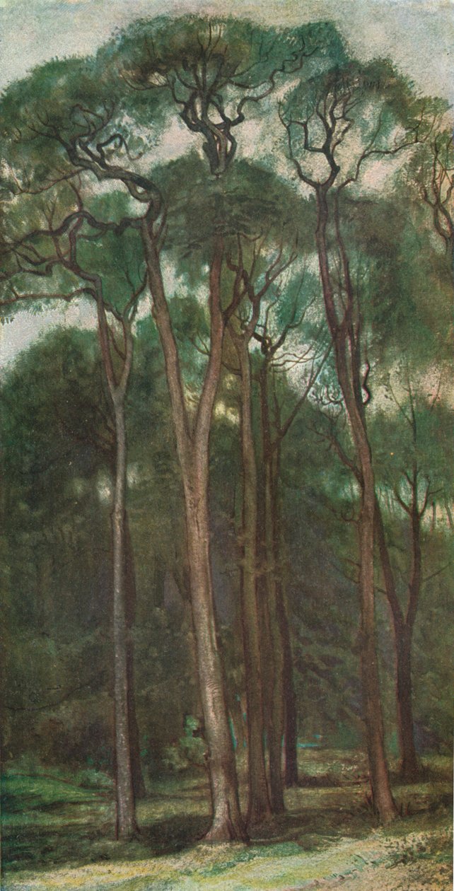 Studio di alberi, c1900 1903-1904 da Charles Holroyd