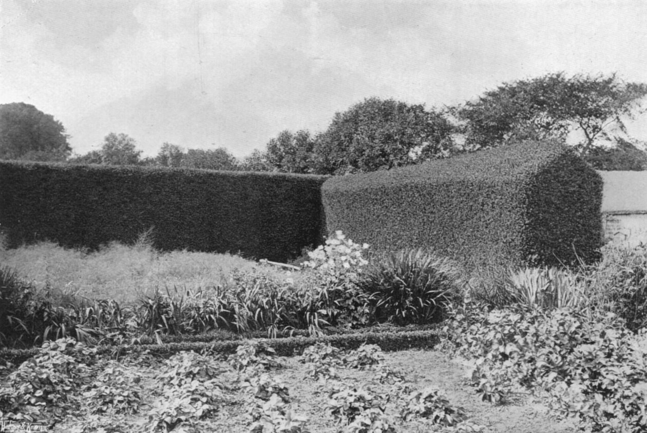 Siepi di bosso nel giardino della cucina da Charles Latham