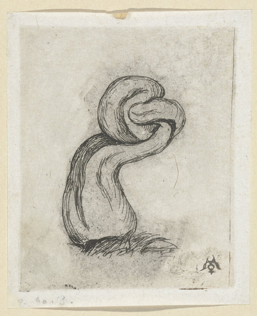 Fungo deforme da Charles Meryon