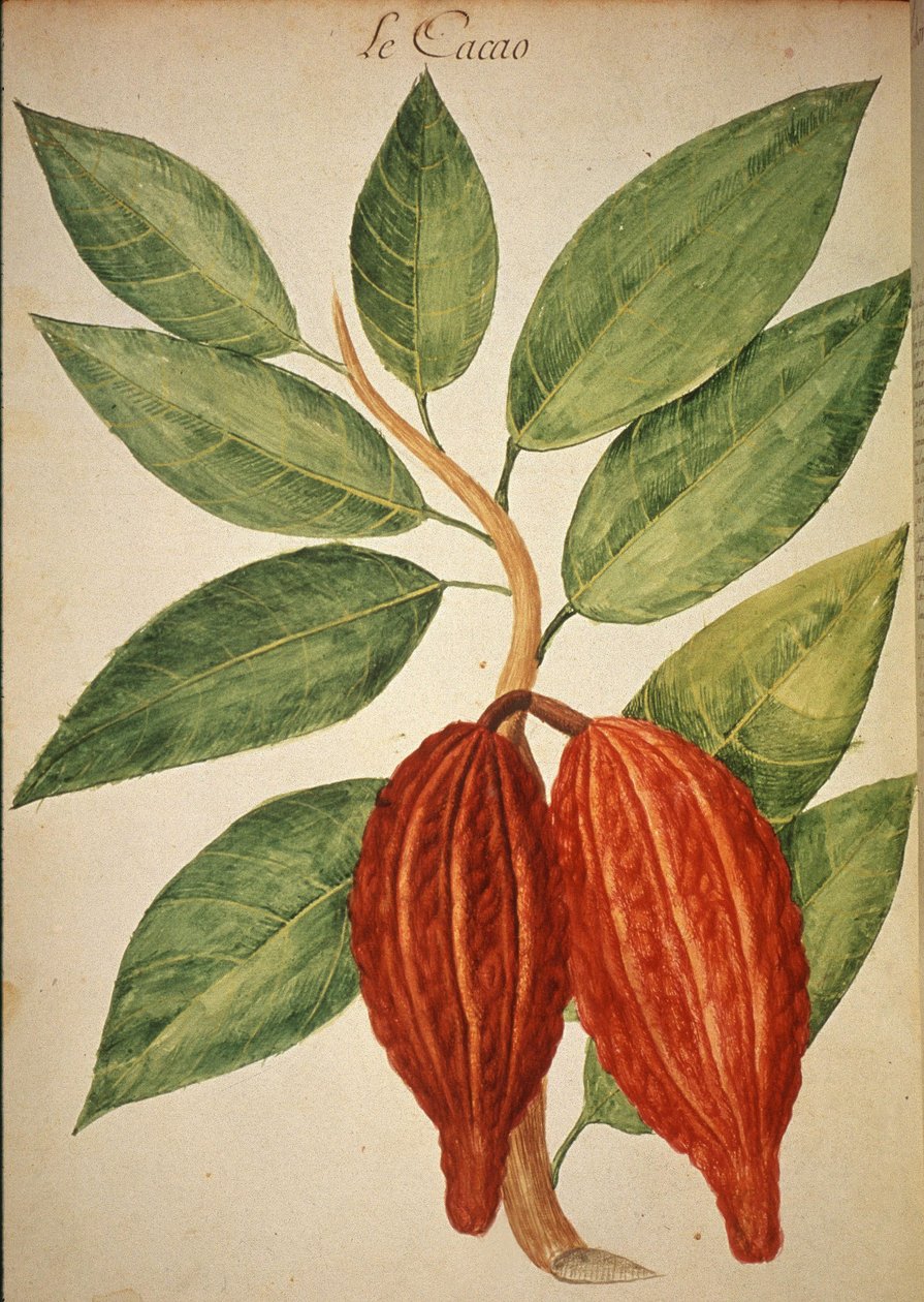 Cacao da Charles Plumier