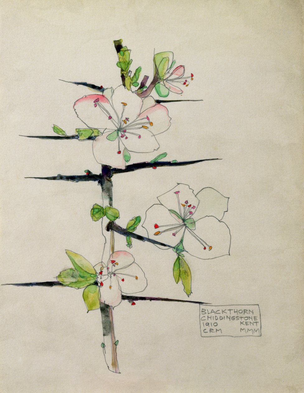 Prugnolo, Chiddingstone, Kent, 1910 da Charles Rennie Mackintosh