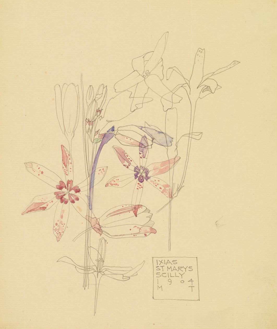 Ixias da Charles Rennie Mackintosh
