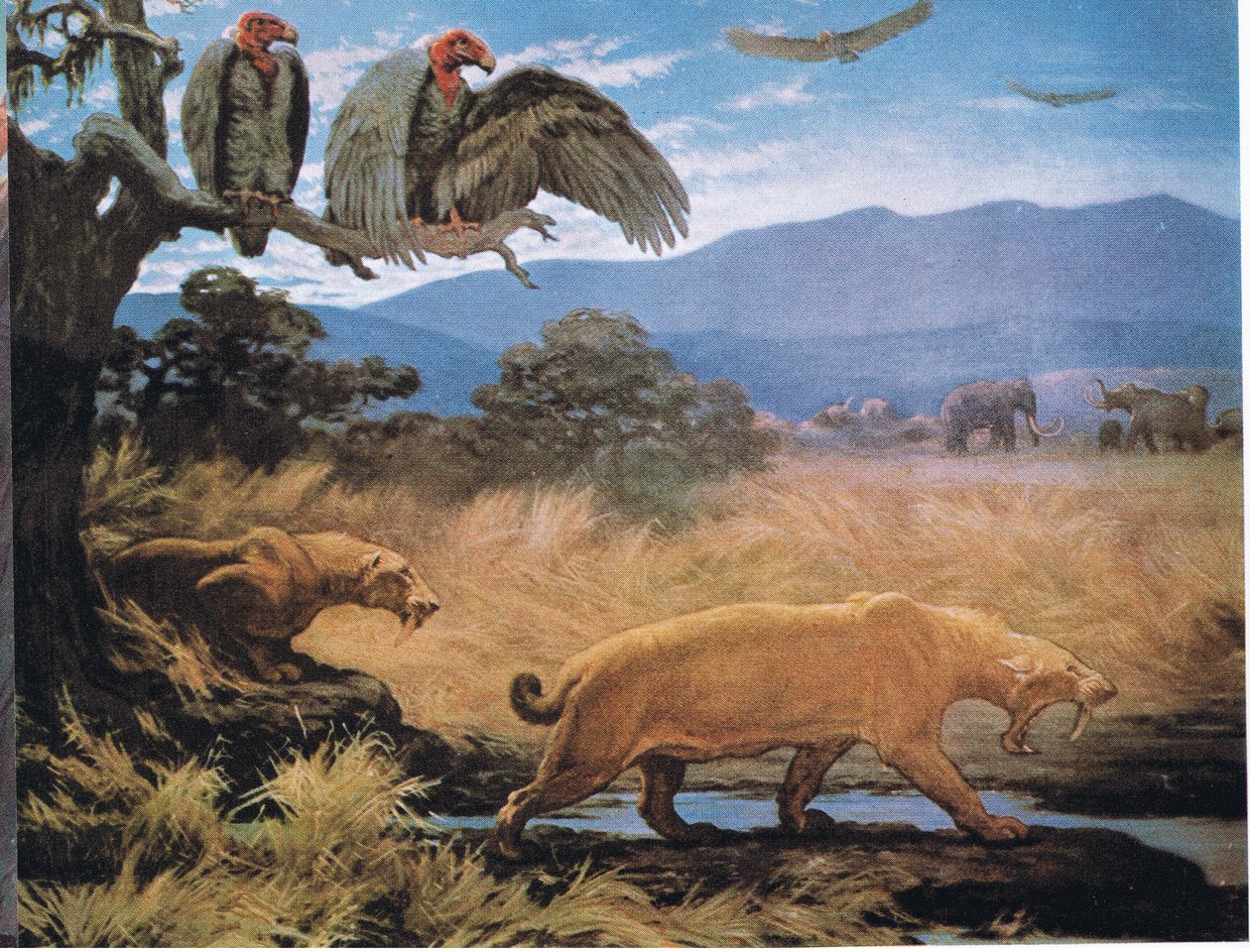 Gatti dai denti a sciabola da Charles Robert Knight