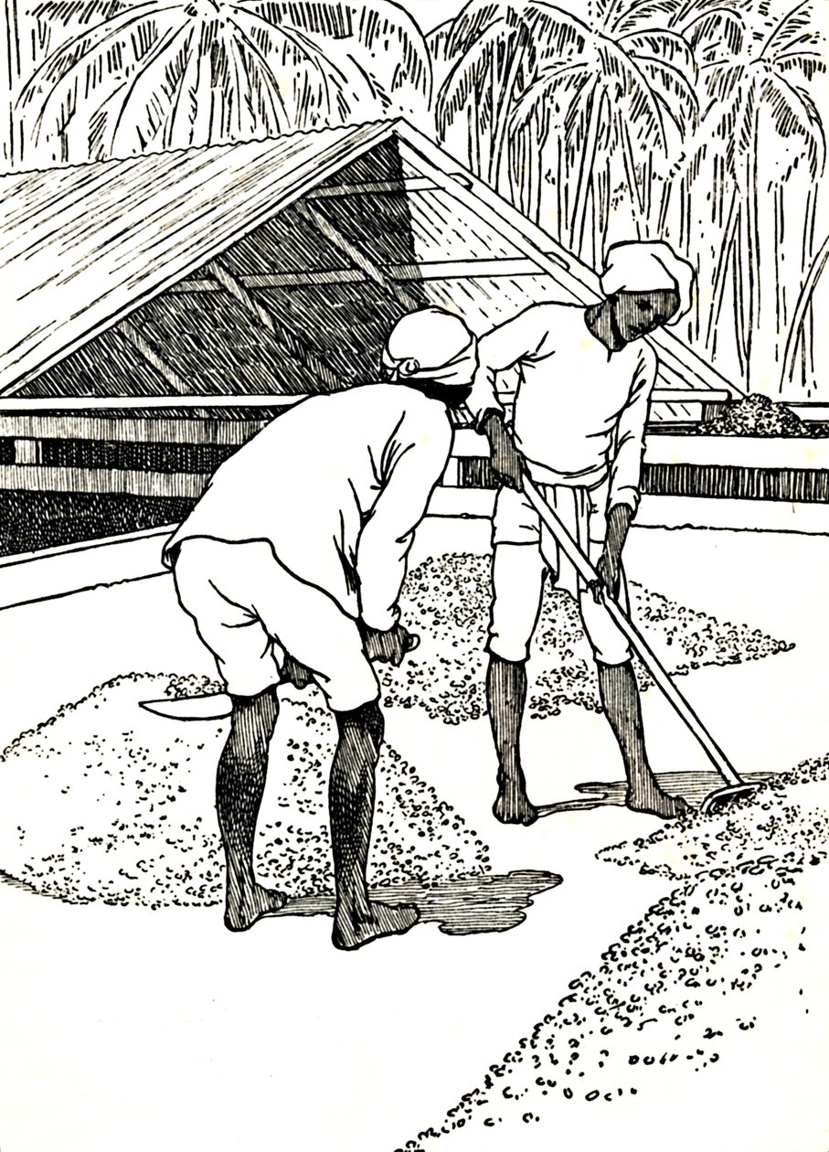 Essiccazione del cacao da Charles Robinson
